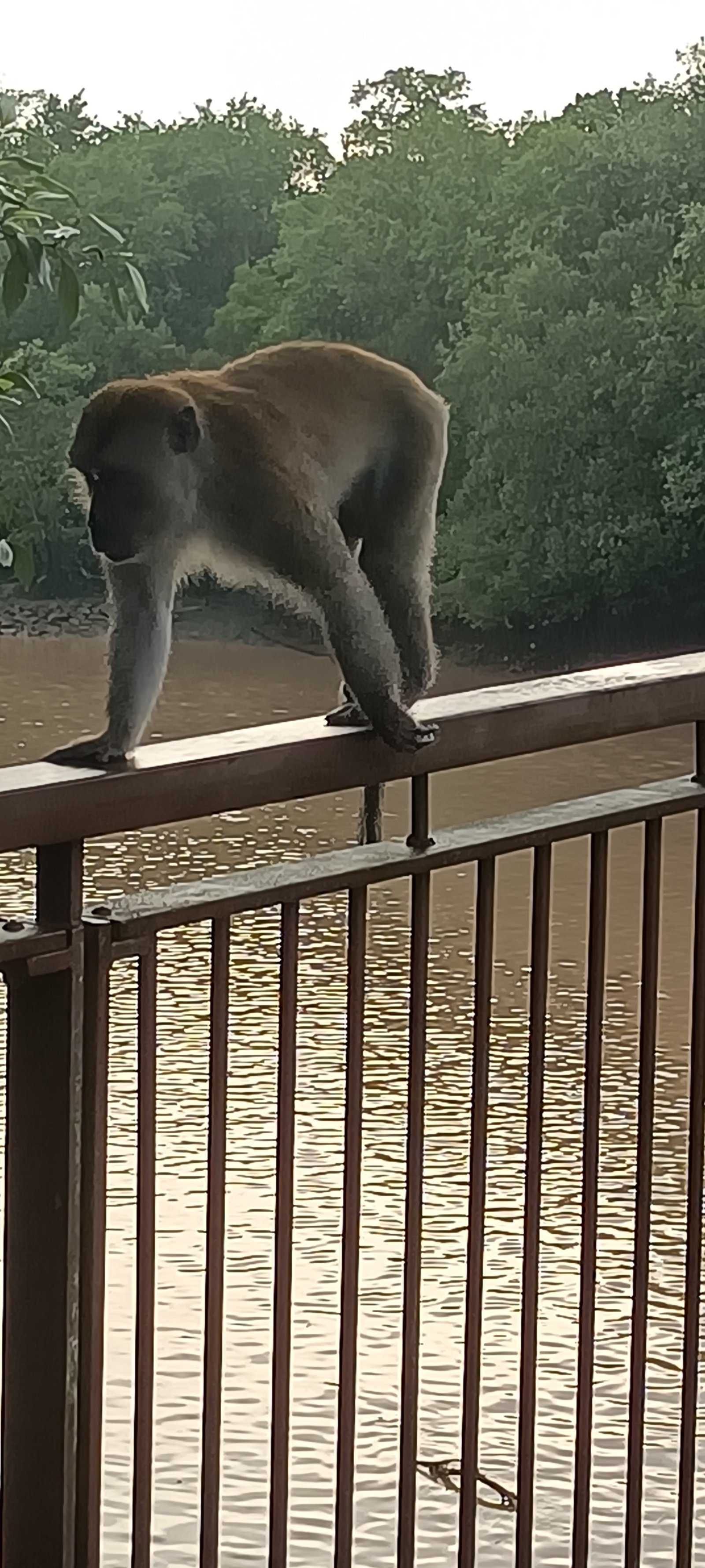 Long-tailed macaque monkey at Sungei Buloh Wetland Reserve.